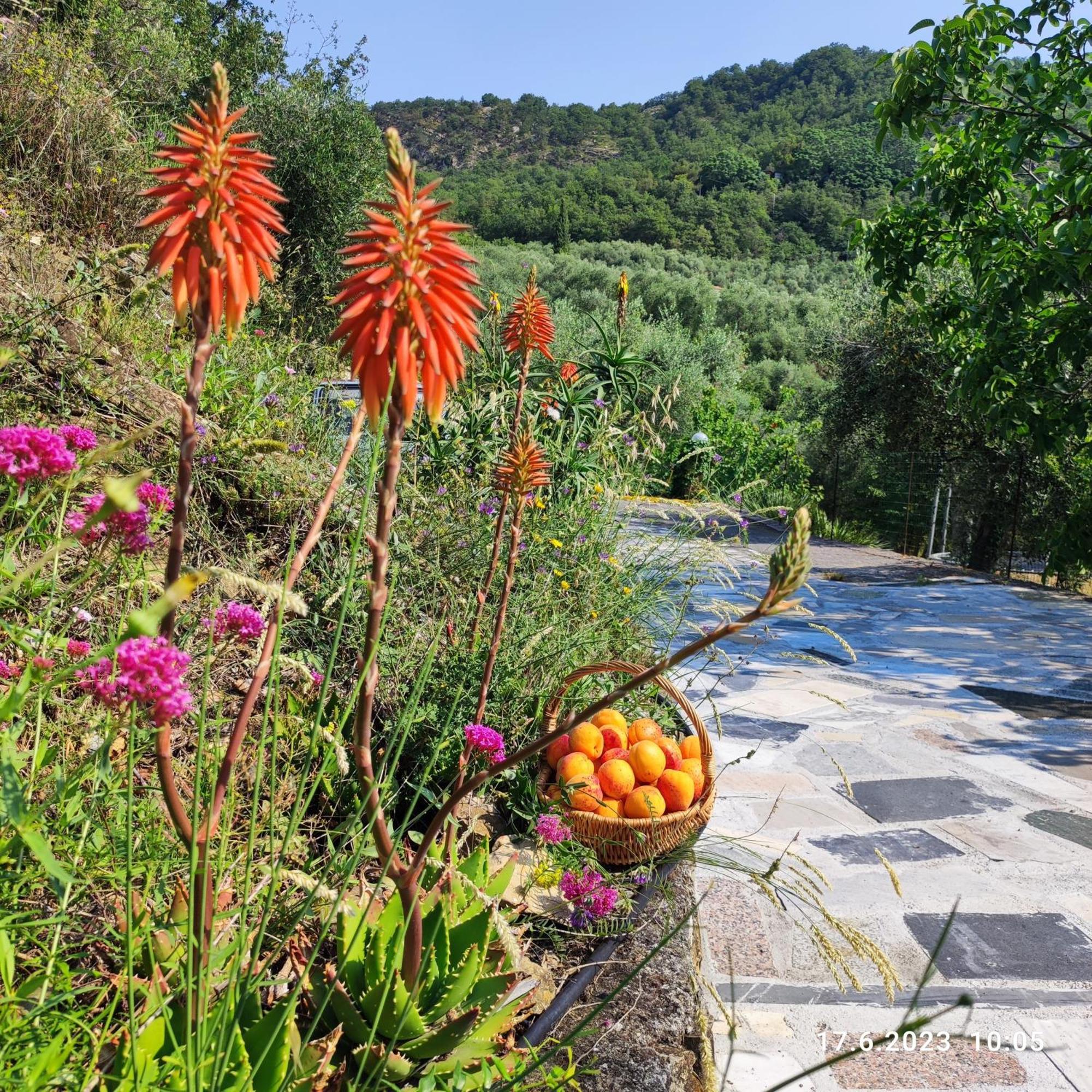 Villa Berio Due - Tuija Villa Viani Buitenkant foto